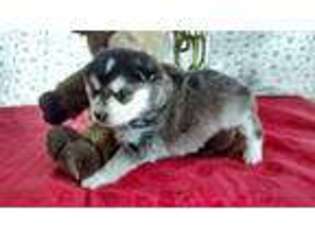 Alaskan Klee Kai Puppy for sale in Culdesac, ID, USA