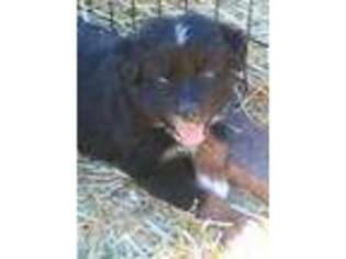 Australian Shepherd Puppy for sale in Bennett, CO, USA