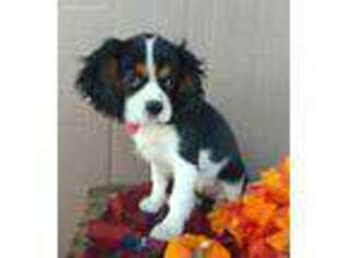 Cavalier King Charles Spaniel Puppy for sale in Spencerville, IN, USA