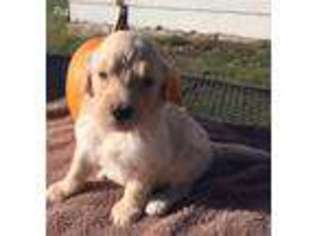 Goldendoodle Puppy for sale in Murdock, KS, USA
