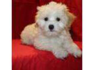 Mutt Puppy for sale in Rancho Cucamonga, CA, USA