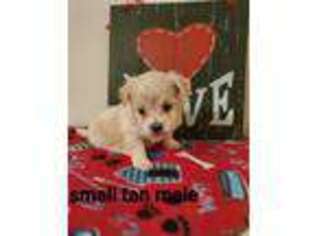 Bichon Frise Puppy for sale in Hampton, VA, USA