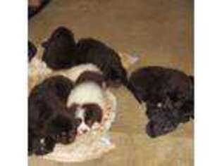 Newfoundland Puppy for sale in Clymer, NY, USA