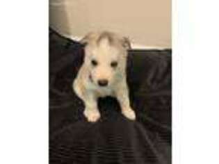Siberian Husky Puppy for sale in Longs, SC, USA