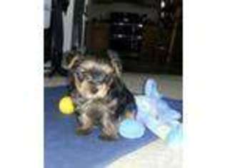 Yorkshire Terrier Puppy for sale in HILLSBORO, OH, USA