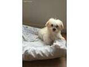 Maltese Puppy for sale in Lovelock, NV, USA