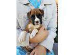 Boxer Puppy for sale in Ephrata, PA, USA