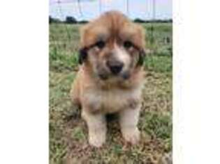 Great Pyrenees Puppy for sale in Abilene, TX, USA