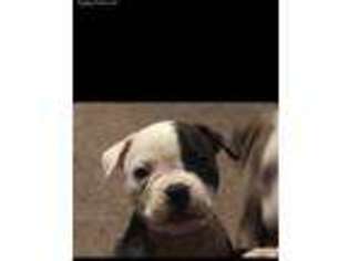 American Bulldog Puppy for sale in Coopersburg, PA, USA