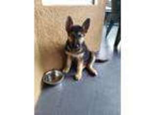 German Shepherd Dog Puppy for sale in Lake Mary, FL, USA
