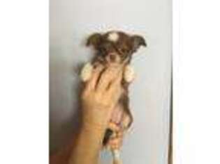 Chihuahua Puppy for sale in Mancelona, MI, USA