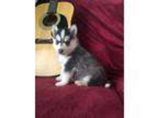 Siberian Husky Puppy for sale in Lyons, NY, USA
