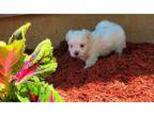 Maltese Puppy for sale in Harlan, IN, USA