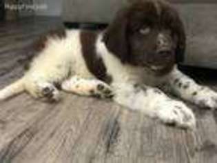 Newfoundland Puppy for sale in Davison, MI, USA