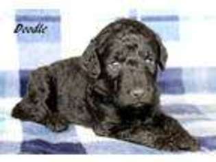 Labradoodle Puppy for sale in Dorset, OH, USA