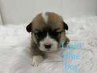 Pembroke Welsh Corgi Puppy for sale in Pensacola, FL, USA