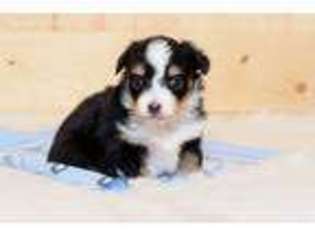 Miniature Australian Shepherd Puppy for sale in Darby, MT, USA