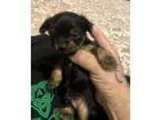 Yorkshire Terrier Puppy for sale in Ben Lomond, CA, USA