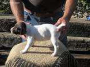 German Shorthaired Pointer Puppy for sale in Kellogg, IA, USA