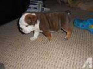 Bulldog Puppy for sale in FOX LAKE, IL, USA