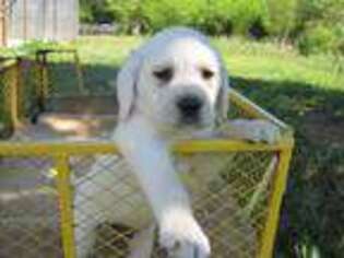 Labrador Retriever Puppy for sale in Royston, GA, USA