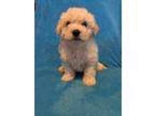 Bichon Frise Puppy for sale in Wellington, CO, USA