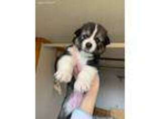Alaskan Malamute Puppy for sale in Buckley, WA, USA