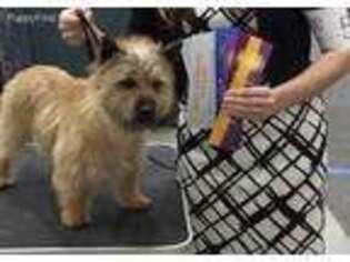 Cairn Terrier Puppy for sale in Plaquemine, LA, USA
