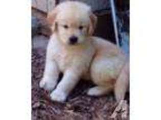 Golden Retriever Puppy for sale in PARKTON, NC, USA