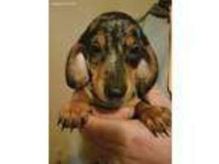 Dachshund Puppy for sale in Rush City, MN, USA