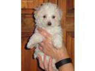 Bolognese Puppy for sale in Ellettsville, IN, USA
