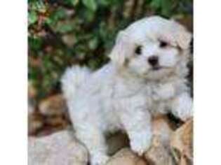 Maltese Puppy for sale in Harrisonburg, VA, USA