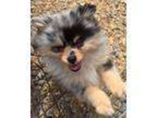 Pomeranian Puppy for sale in Shelbyville, TN, USA