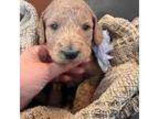 Goldendoodle Puppy for sale in Ridgecrest, CA, USA