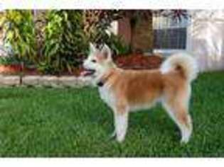 Akita Puppy for sale in Fort Lauderdale, FL, USA
