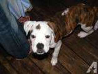 Bulldog Puppy for sale in OCALA, FL, USA