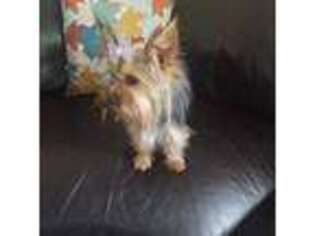 Yorkshire Terrier Puppy for sale in Freeport, IL, USA