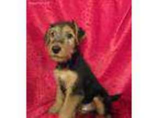 Welsh Terrier Puppy for sale in Hilbert, WI, USA