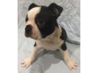 Boston Terrier Puppy for sale in Oklahoma City, OK, USA