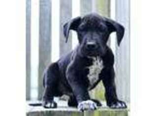 Great Dane Puppy for sale in Baltic, OH, USA