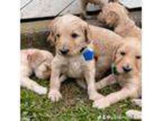 Goldendoodle Puppy for sale in Wilson, NC, USA