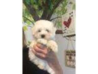 Maltese Puppy for sale in Gurnee, IL, USA