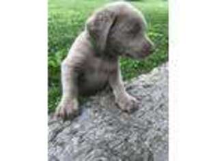 Labrador Retriever Puppy for sale in Franklin, TN, USA