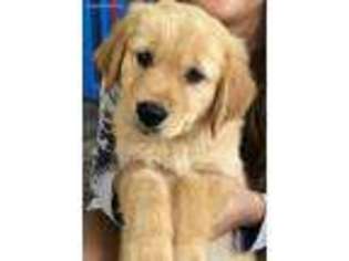 Golden Retriever Puppy for sale in Pleasant Hope, MO, USA