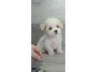 Maltese Puppy for sale in Hillsboro, OH, USA