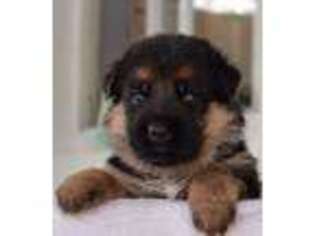 German Shepherd Dog Puppy for sale in Danbury, WI, USA