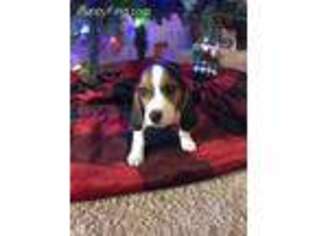 Beagle Puppy for sale in Mansfield, MO, USA