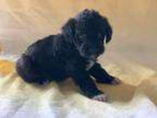 Schnoodle (Standard) Puppy for sale in Noel, MO, USA