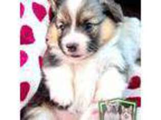 Pembroke Welsh Corgi Puppy for sale in Taylorsville, NC, USA