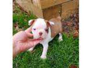 Boston Terrier Puppy for sale in Monroe, NC, USA